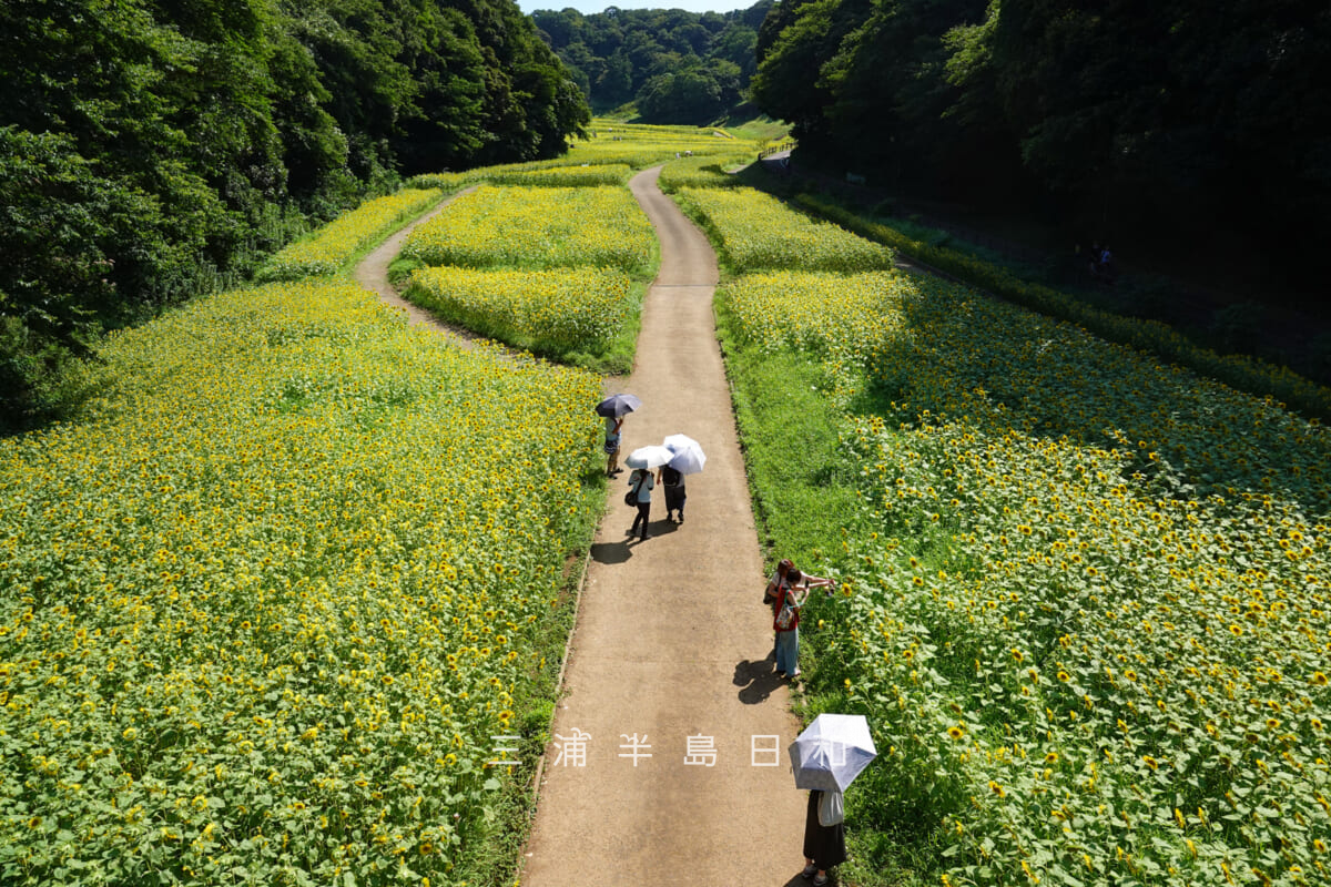 くりはま花の国-ヒマワリ畑・入口側上方から見下ろす（撮影日：2025.08.03）