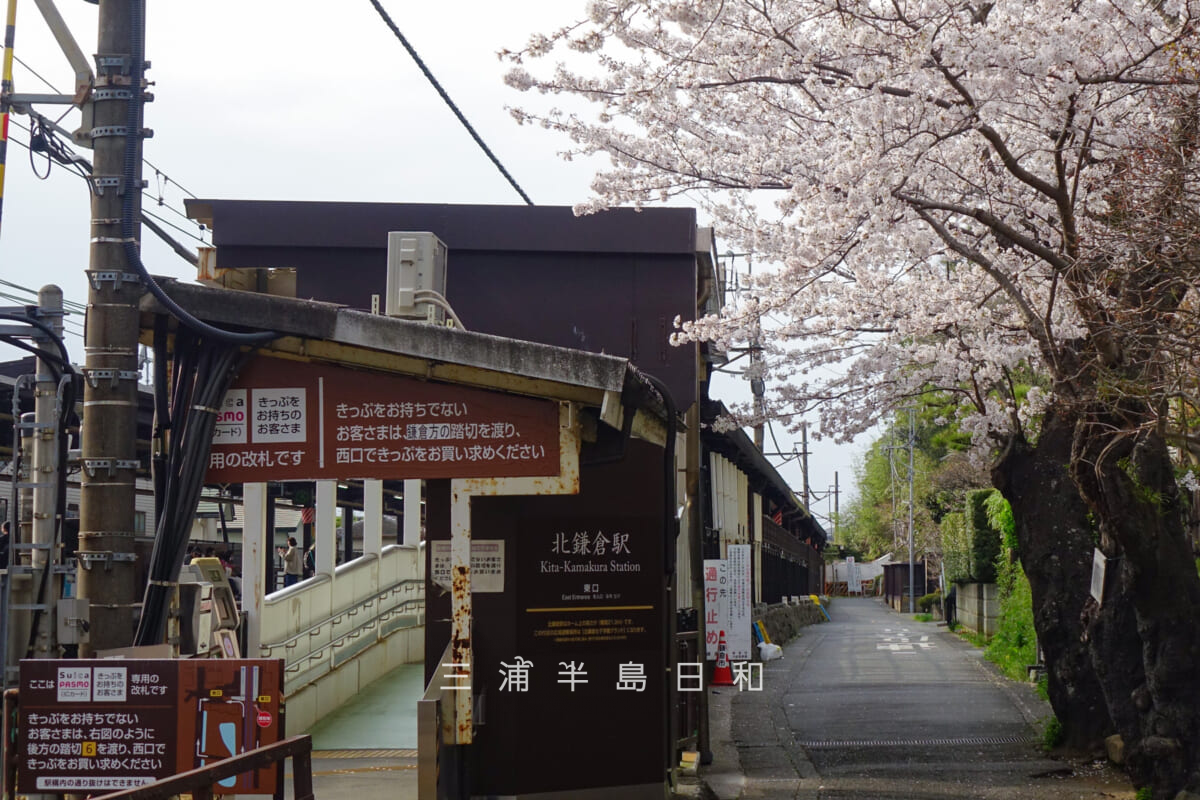 JR北鎌倉駅・東口改札と桜（撮影日：2022.03.31）