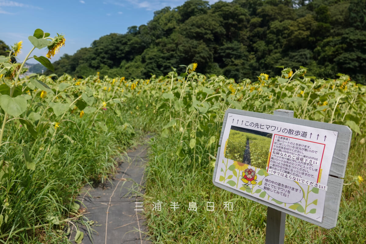 くりはま花の国-ヒマワリ畑・ヒマワリの散歩道入口(撮影日:2026.08.09)