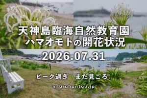 天神島臨海自然教育園のハマオモト（ハマユウ）・開花状況（撮影日：2026.07.31）