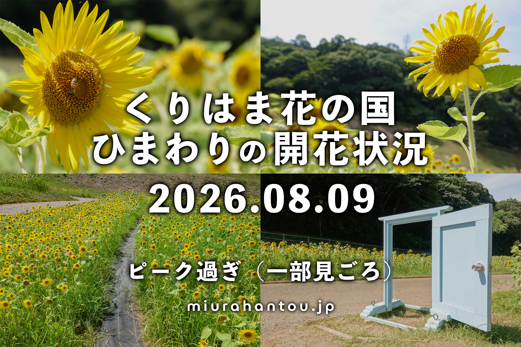 くりはま花の国のひまわり・開花状況（撮影日：2026.08.09）