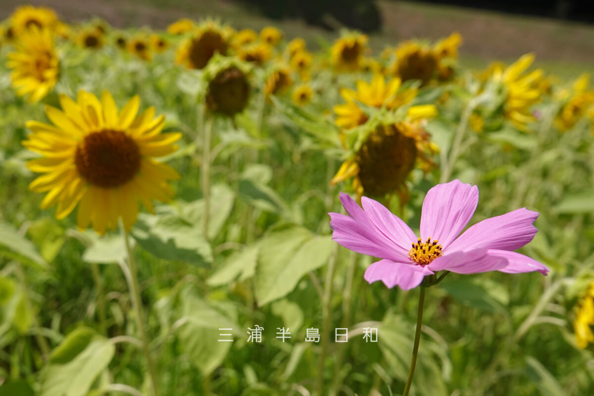 くりはま花の国・ヒマワリ畑に迷い込んだコスモス(撮影日:2026.08.09)