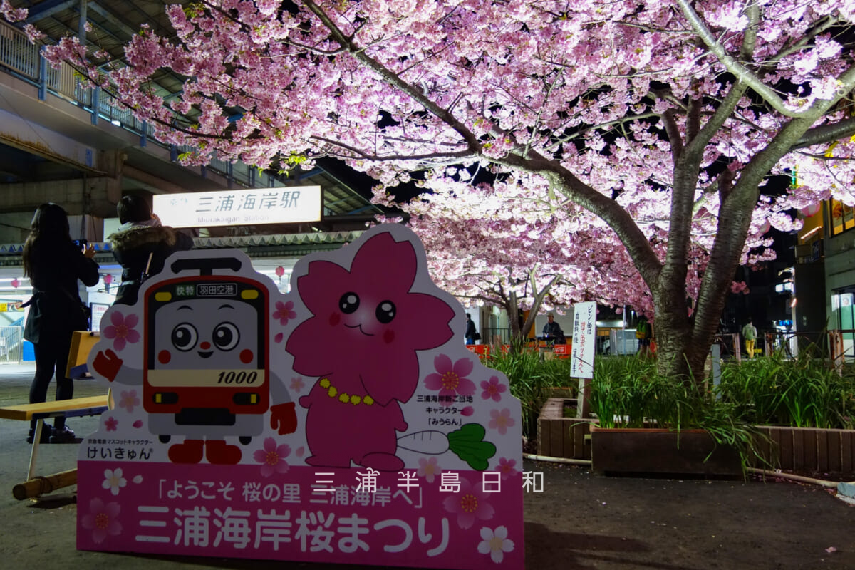三浦海岸駅・駅前広場の三浦海岸桜まつりライトアップ(撮影日:2015.03.04)
