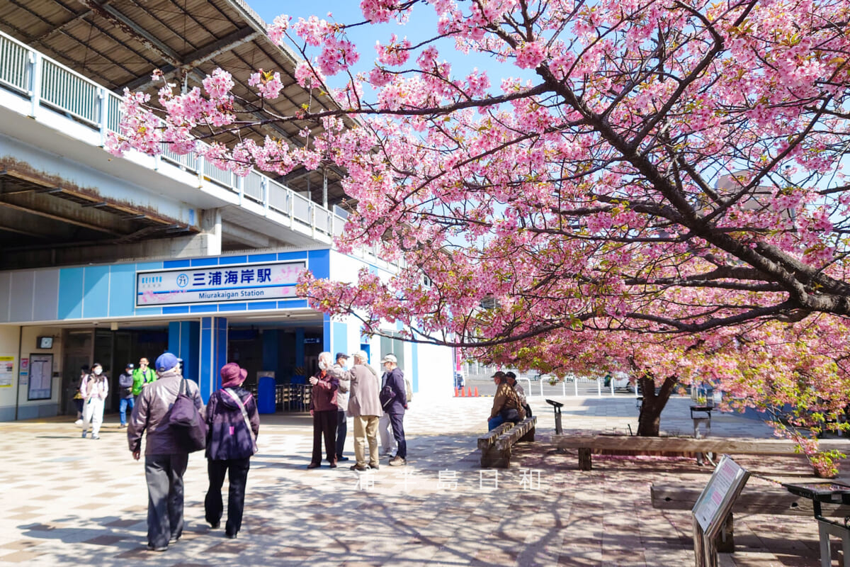 三浦海岸駅・駅前広場の河津桜(撮影日:2023.02.07)