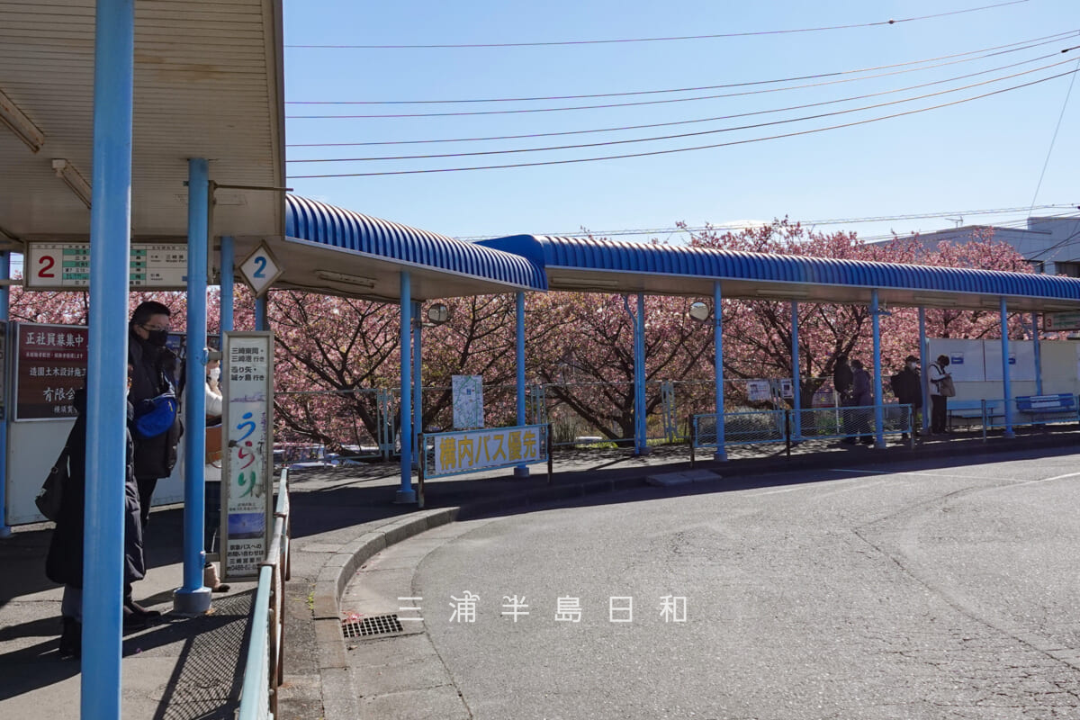 三崎口駅・バス乗り場越しの河津桜(撮影日:2023.02.21)