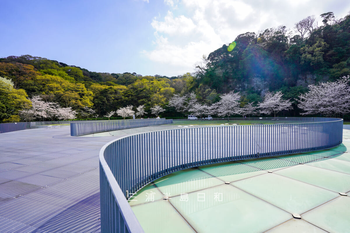 横須賀美術館・屋上広場と山の広場の桜(撮影日:2023.03.29)