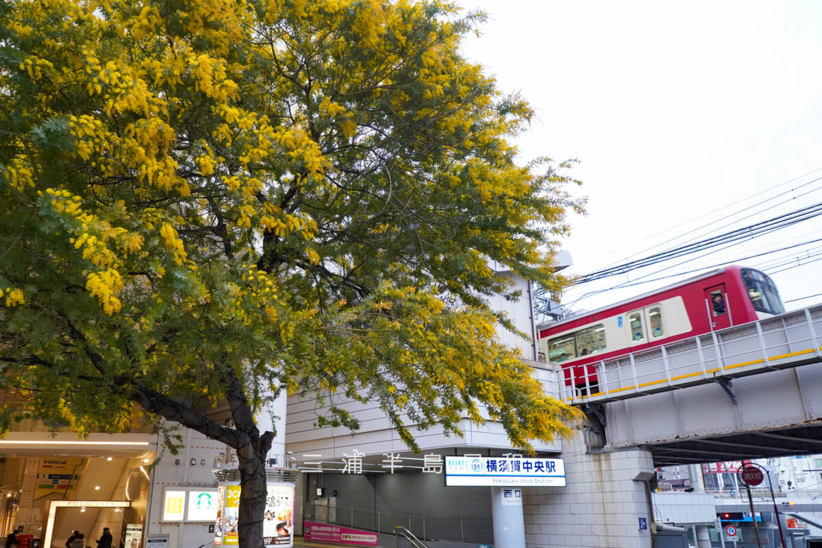 横須賀中央駅・西口のシンボルツリーのミモザ[アップ]（撮影日：2026.02.10）