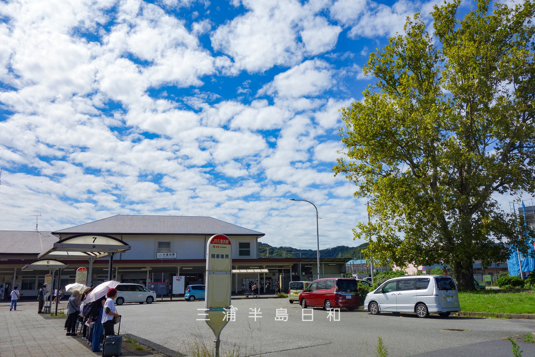 JR久里浜駅・かまくらと三浦半島の古木・名木50選のプラタナスの巨木（撮影日：2026.09.22）