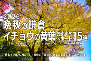 2026晩秋の鎌倉・イチョウの黄葉おすすめスポット15選