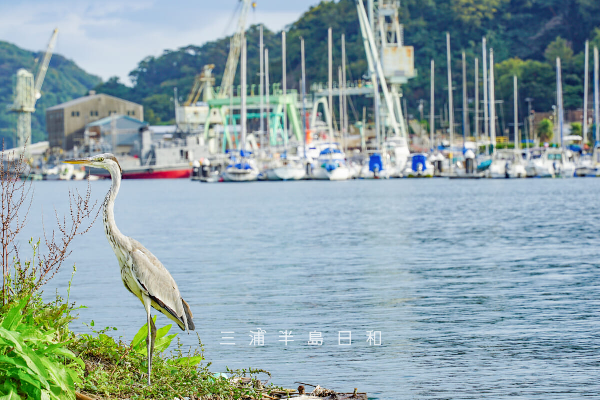 深浦湾堤防・湾内最奥に佇むアオサギ（撮影日：2020.10.13）
