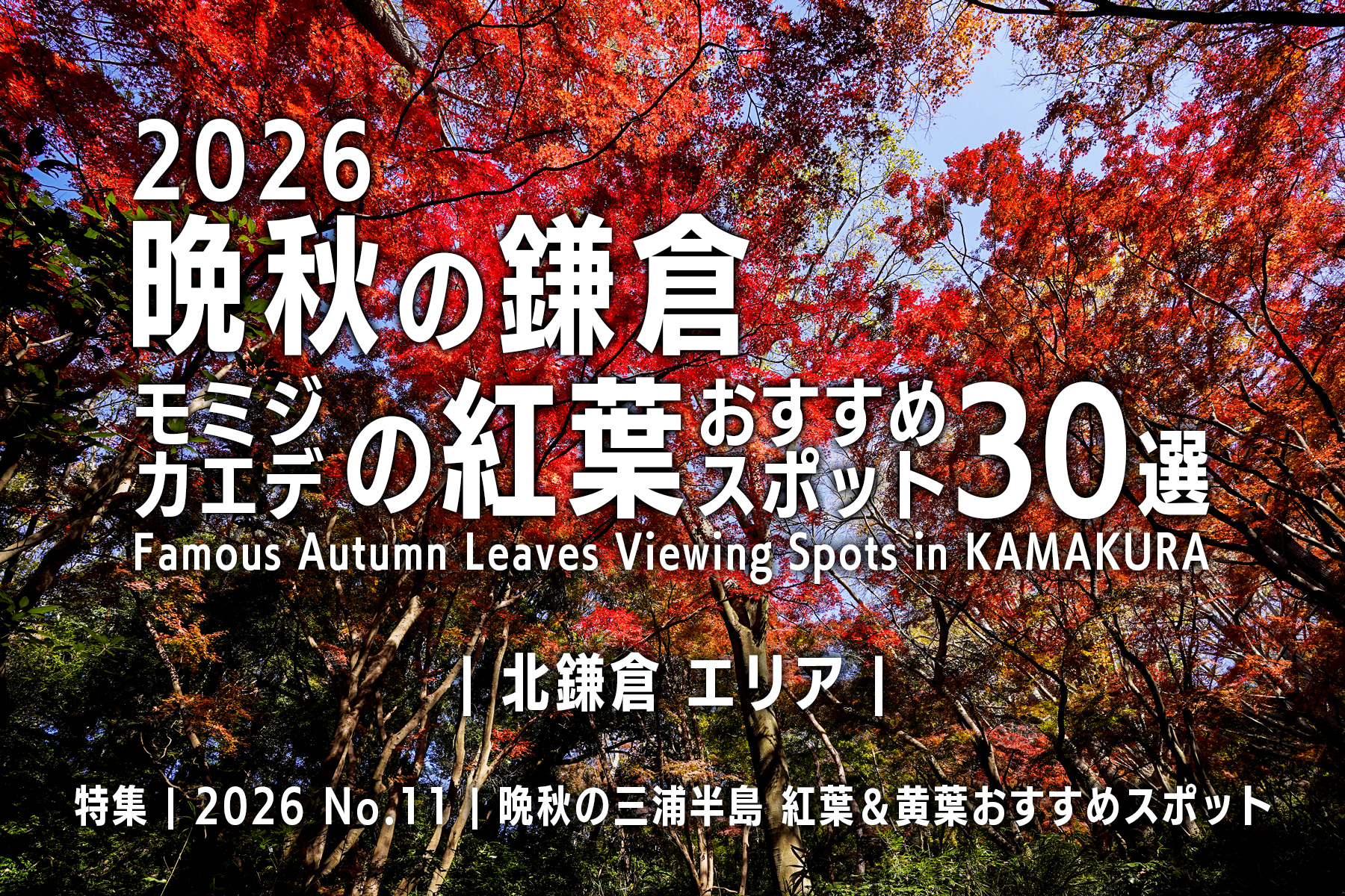 【2026 No.11】特集 | 晩秋の鎌倉・モミジの紅葉-北鎌倉