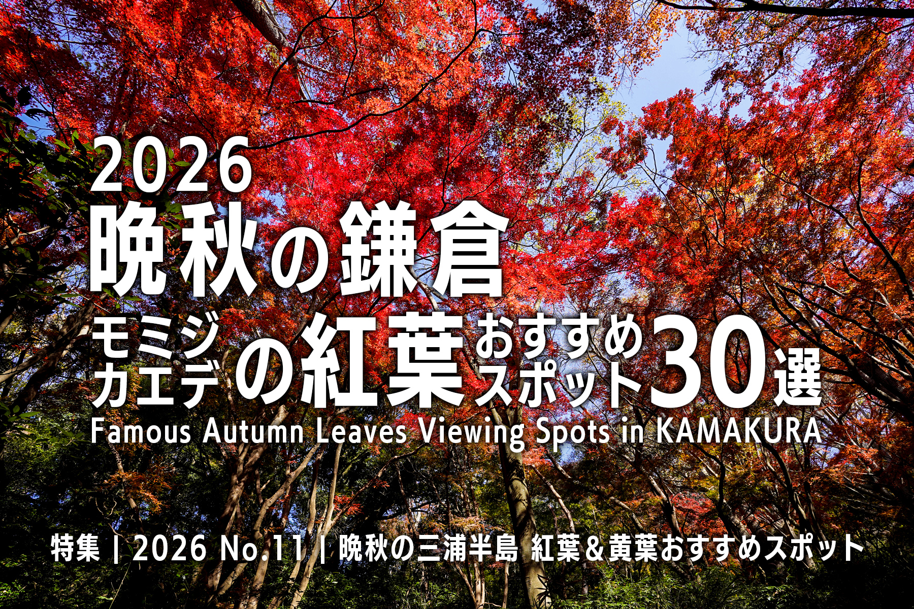 【2026 No.11】特集 | 晩秋の鎌倉・モミジの紅葉