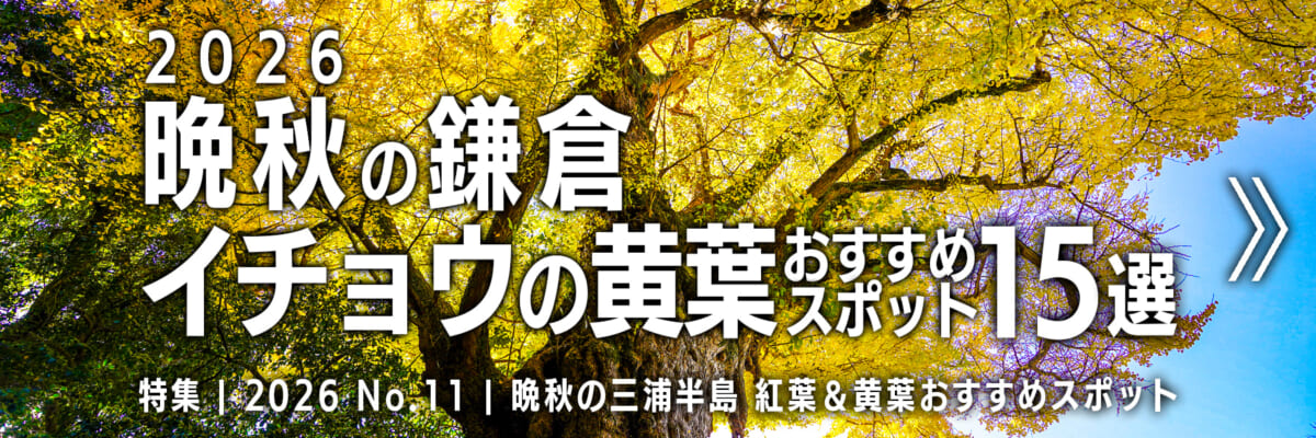 【2026 No.11】特集 | 晩秋の鎌倉・イチョウの黄葉