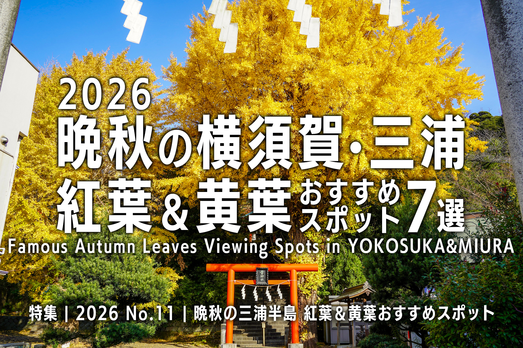 【2026 No.11】特集 | 晩秋の横須賀三浦・紅葉＆黄葉