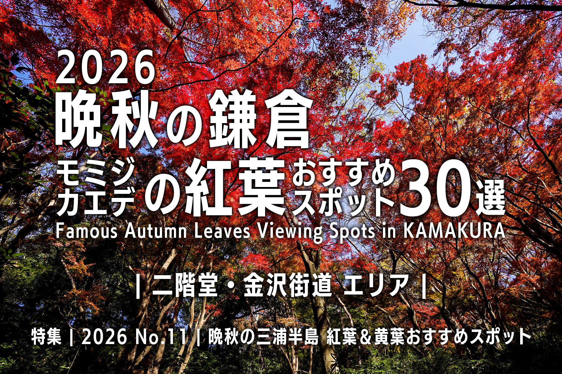 【2026 No.11】特集 | 晩秋の鎌倉・モミジの紅葉-二階堂・金沢街道