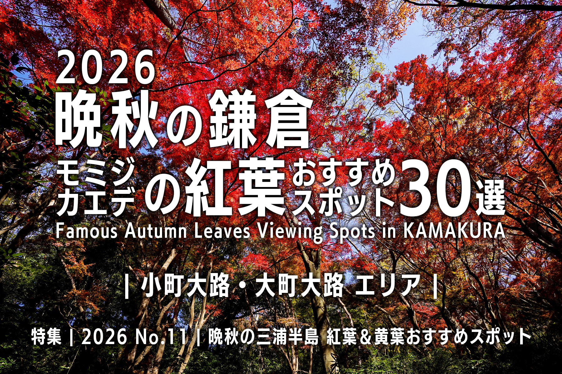 【2026 No.11】特集 | 晩秋の鎌倉・モミジの紅葉-小町大路・大町大路