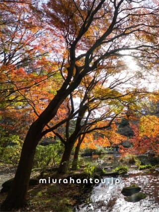 2025年12月10日】鎌倉・獅子舞の谷の紅葉色づき状況＜イチョウ：落葉