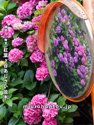 2026年04月14日】葉山・花の木公園のツツジ 開花状況＜早咲きの品種
