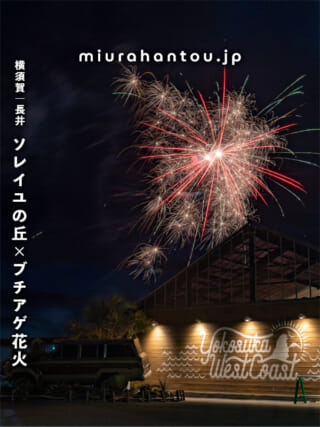 2026年01月16日】横須賀・野比海岸（北下浦水仙ロード）の水仙 開花